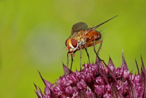 Leskia aurea